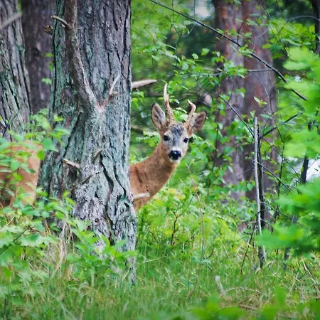 Upstalsboom Residenzen تراسينهيد